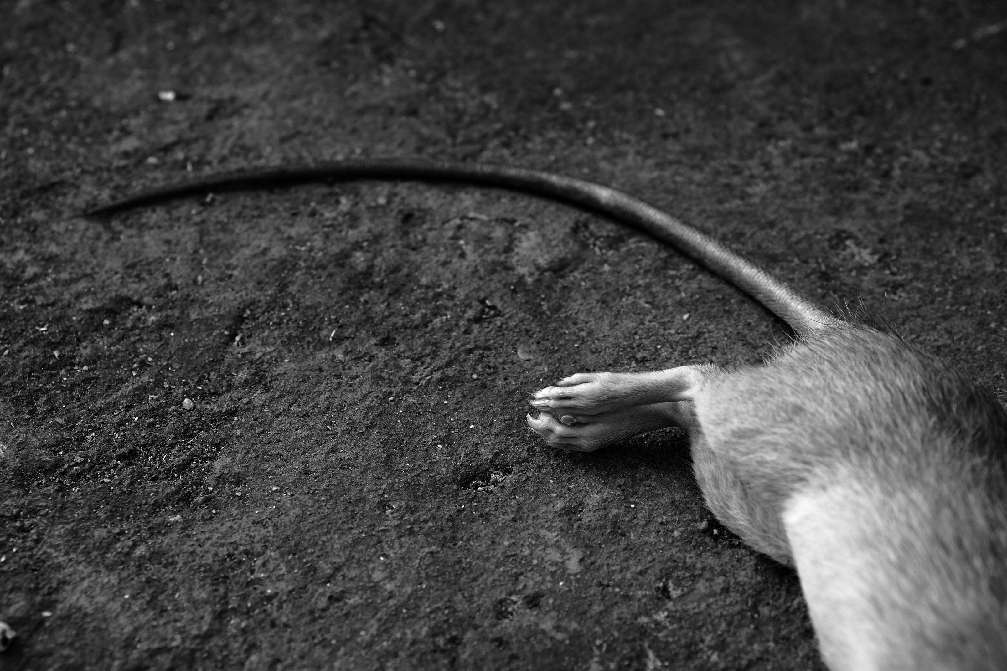 Muertes en Guantánamo por leptospirosis: ¡no hay raticidas! 