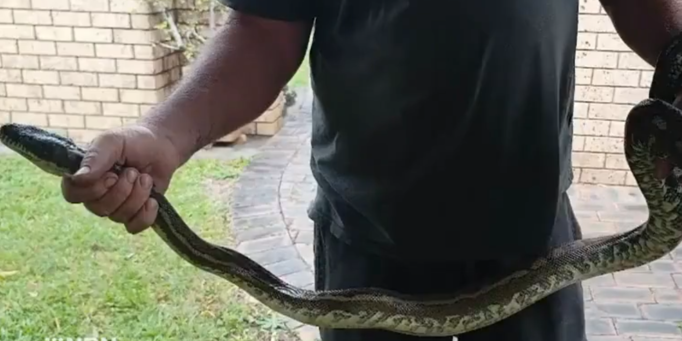 Niño mordido por una serpiente pitón y arrastrado al fondo de una piscina 
