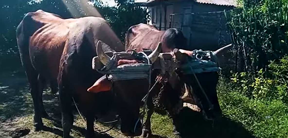 "No se puede ni dormir": campesinos cubanos denuncian el robo de animales