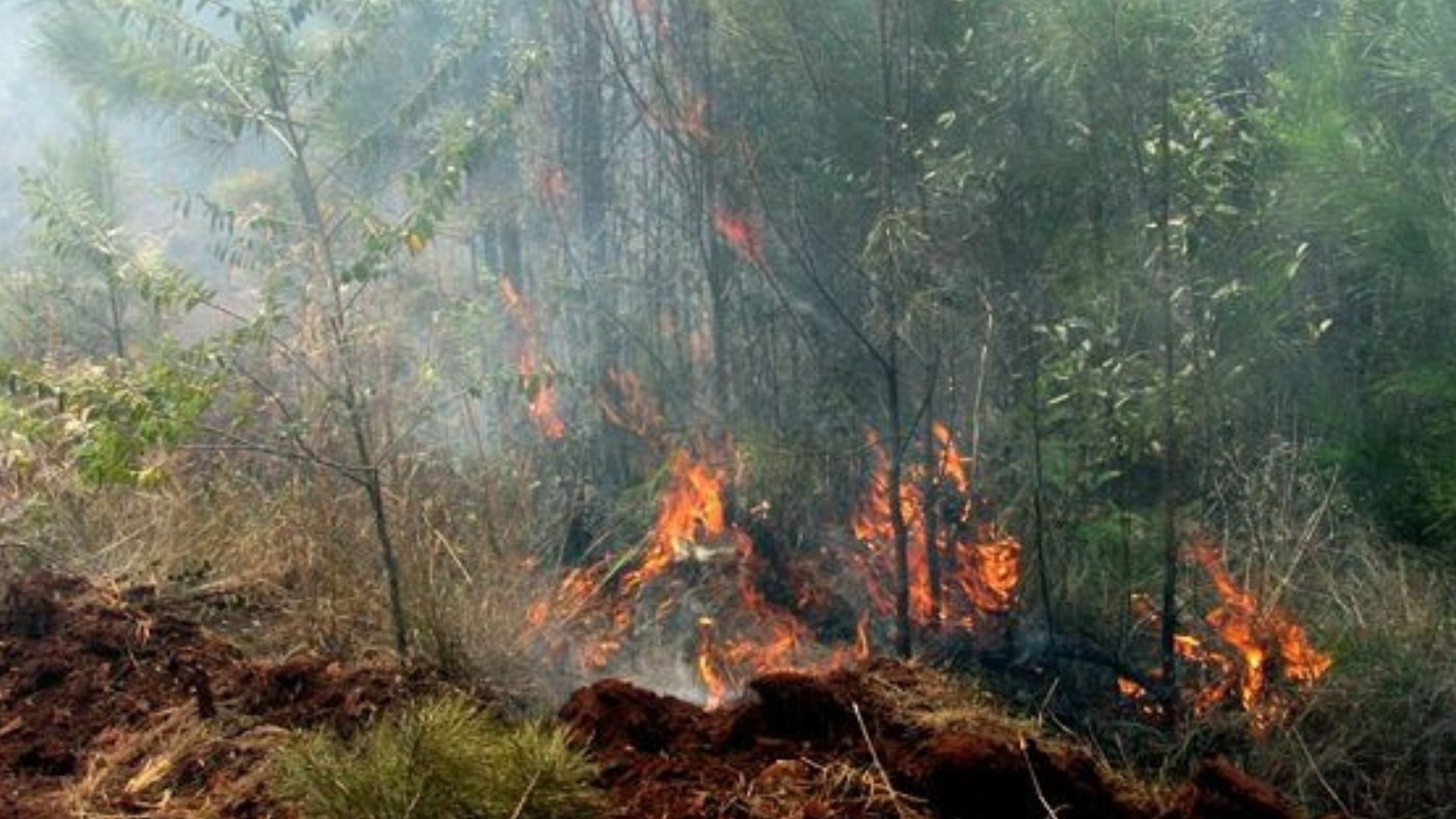 Nueve días de incendio en Holguín: más de mil hectáreas arrasadas
