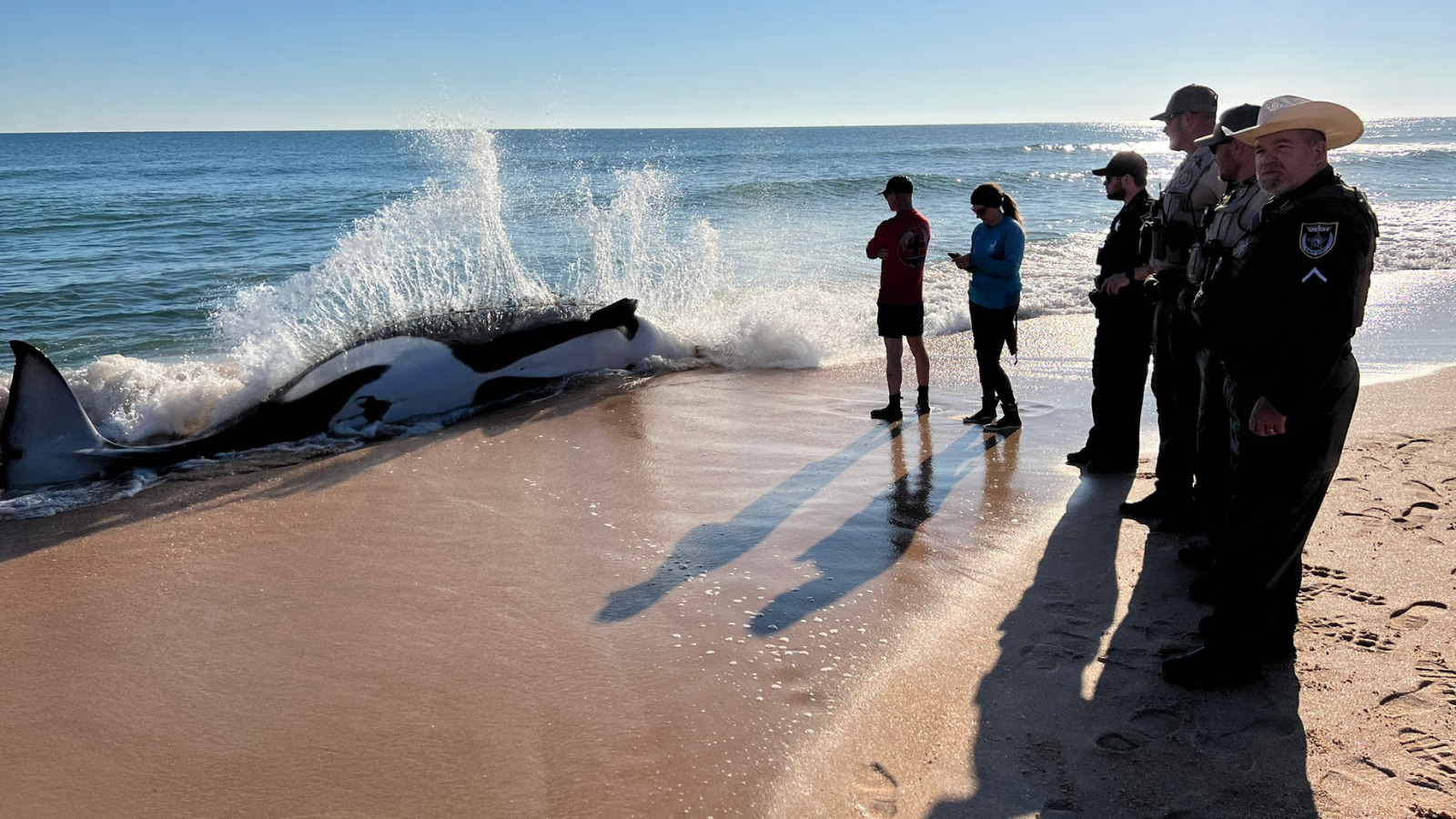 Orca de 21 pies muere tras quedar varada en playa de Florida