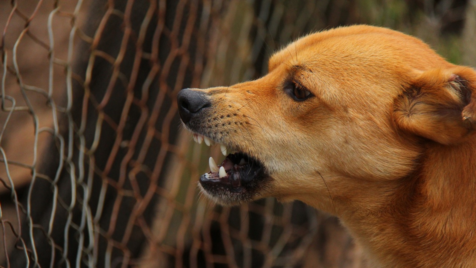Perro con rabia muerde a otros animales y a una persona en La Habana
