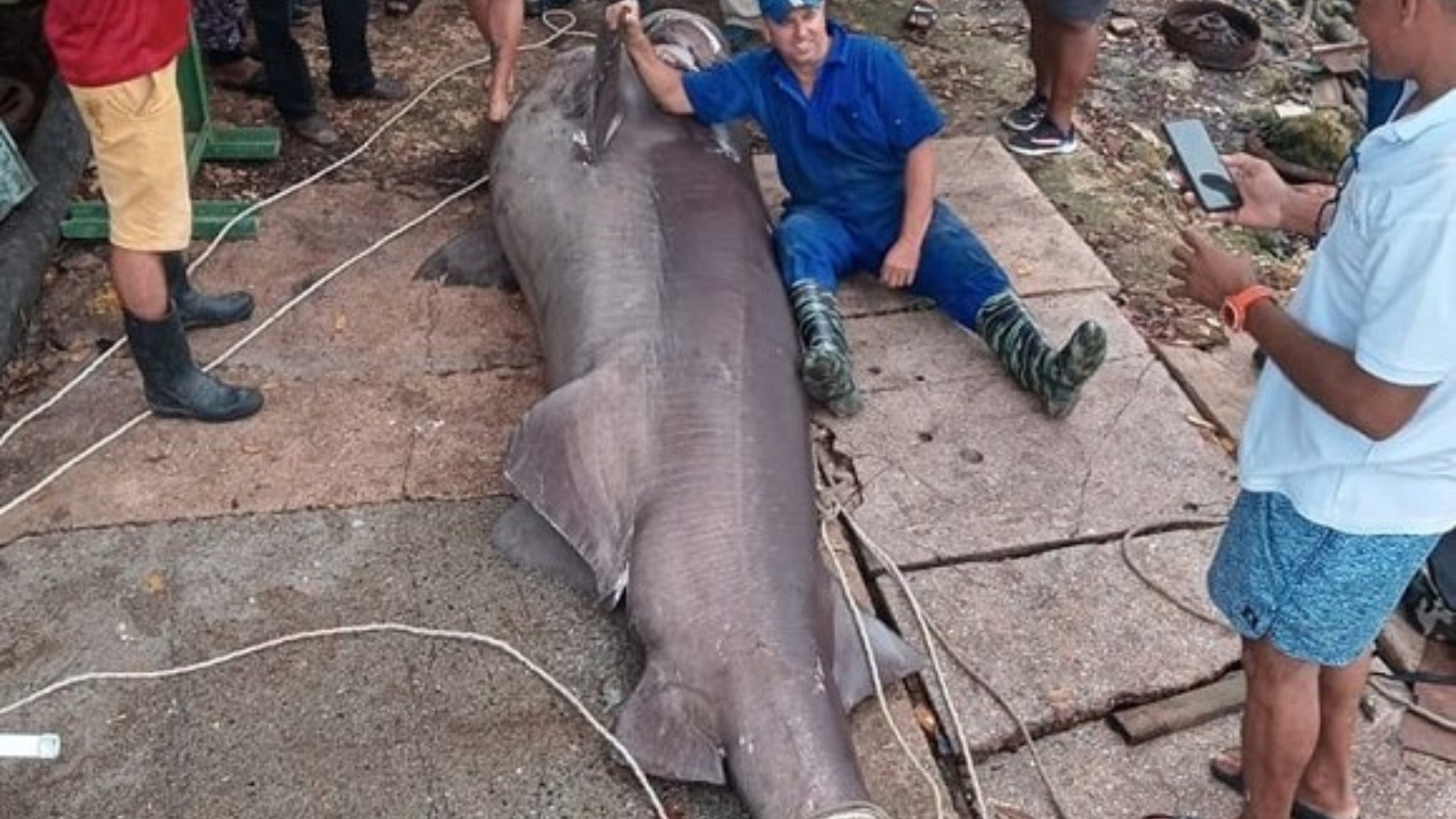 Pescadores matanceros atrapan enorme tiburón de casi cuatro metros