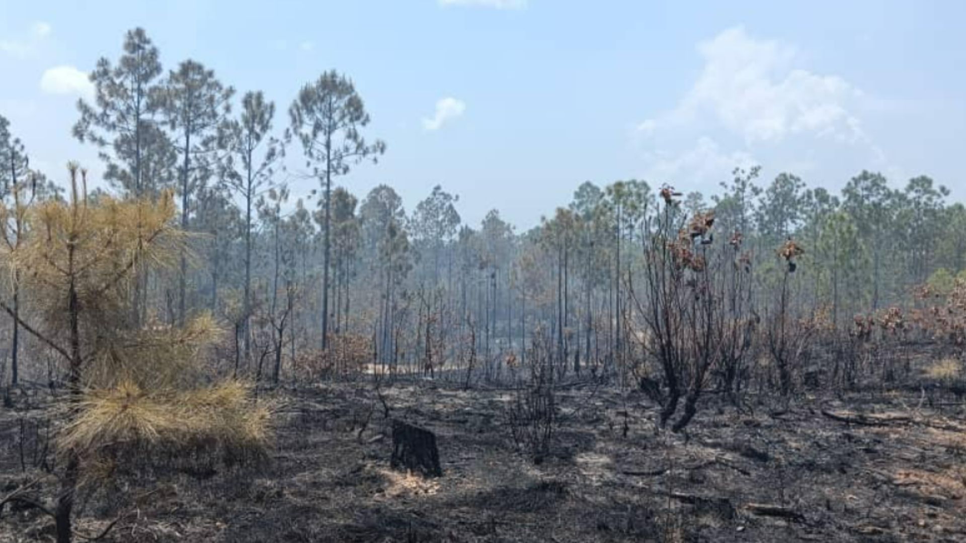 Pinar del Río: 75 incendios forestales en 2024