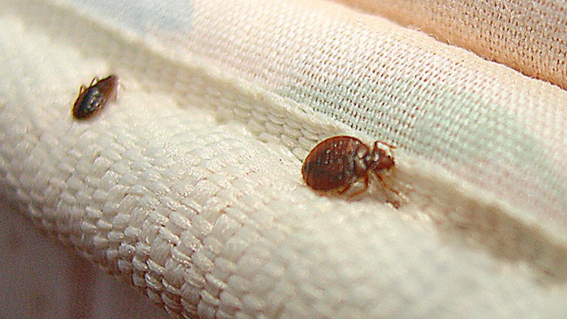 Plaga de chinches afecta a Sancti Spíritus y las autoridades piden “calma”