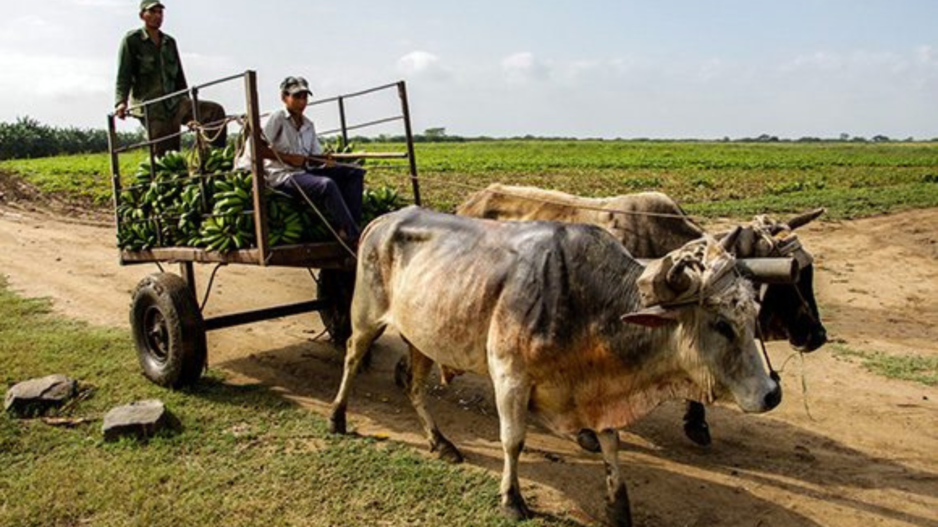 Pobreza en Cuba: campesinos cubanos denuncian su terrible situación 