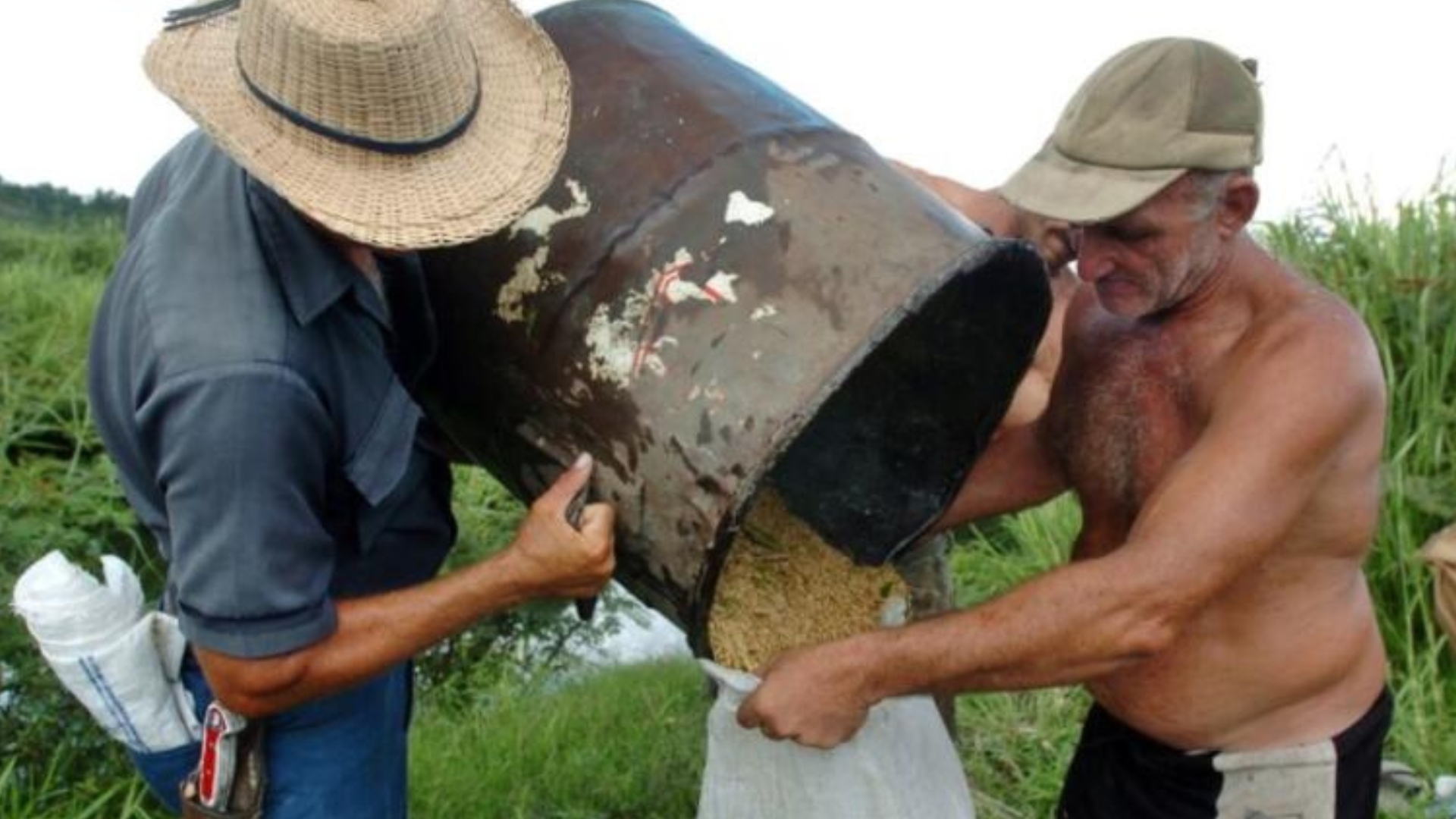 Régimen cubano no tiene dinero para importar arroz