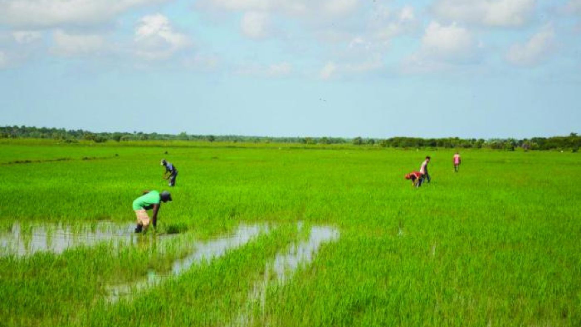 Régimen entrega tierras a empresa vietnamita para producir arroz