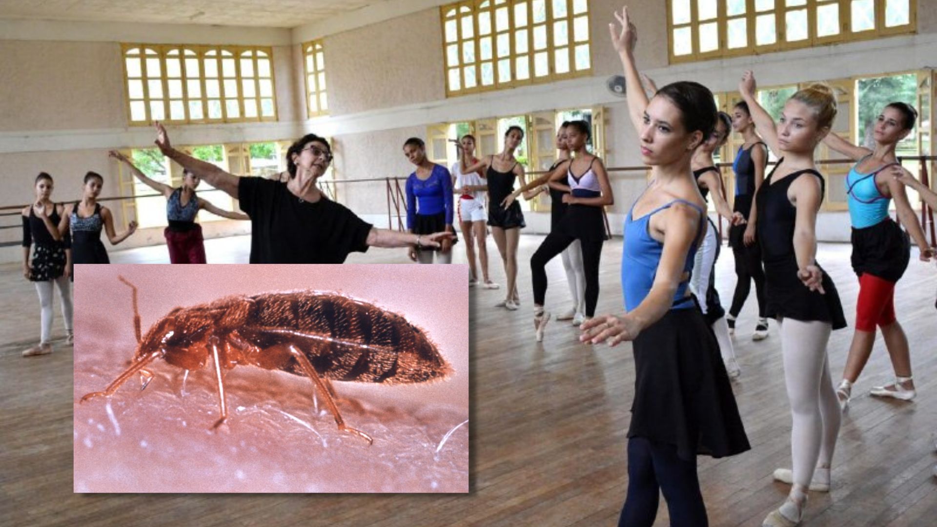 Reportan brote de chinches en academia de arte de Camagüey