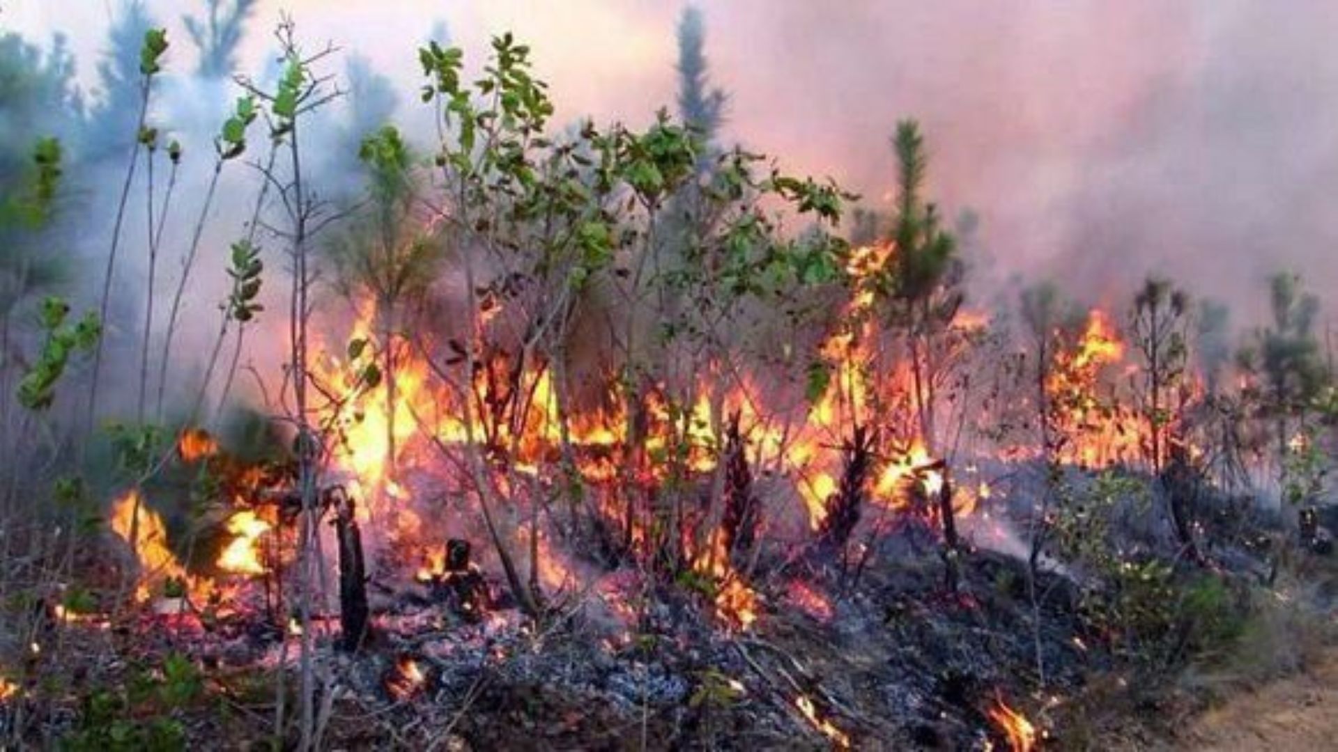Reportan incendio de grandes proporciones en Pinar del Río