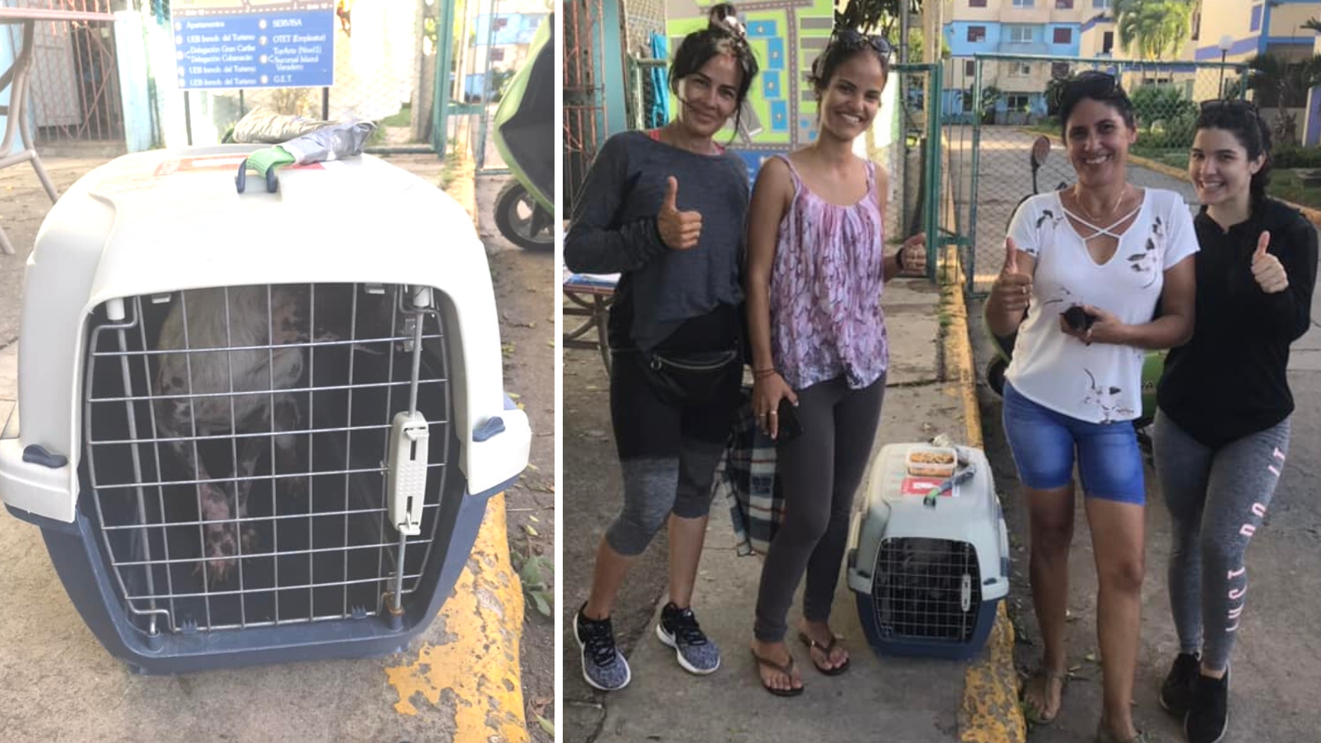 Salvan vida de perra y su cachorro que fue quemada con agua hirviente en Varadero
