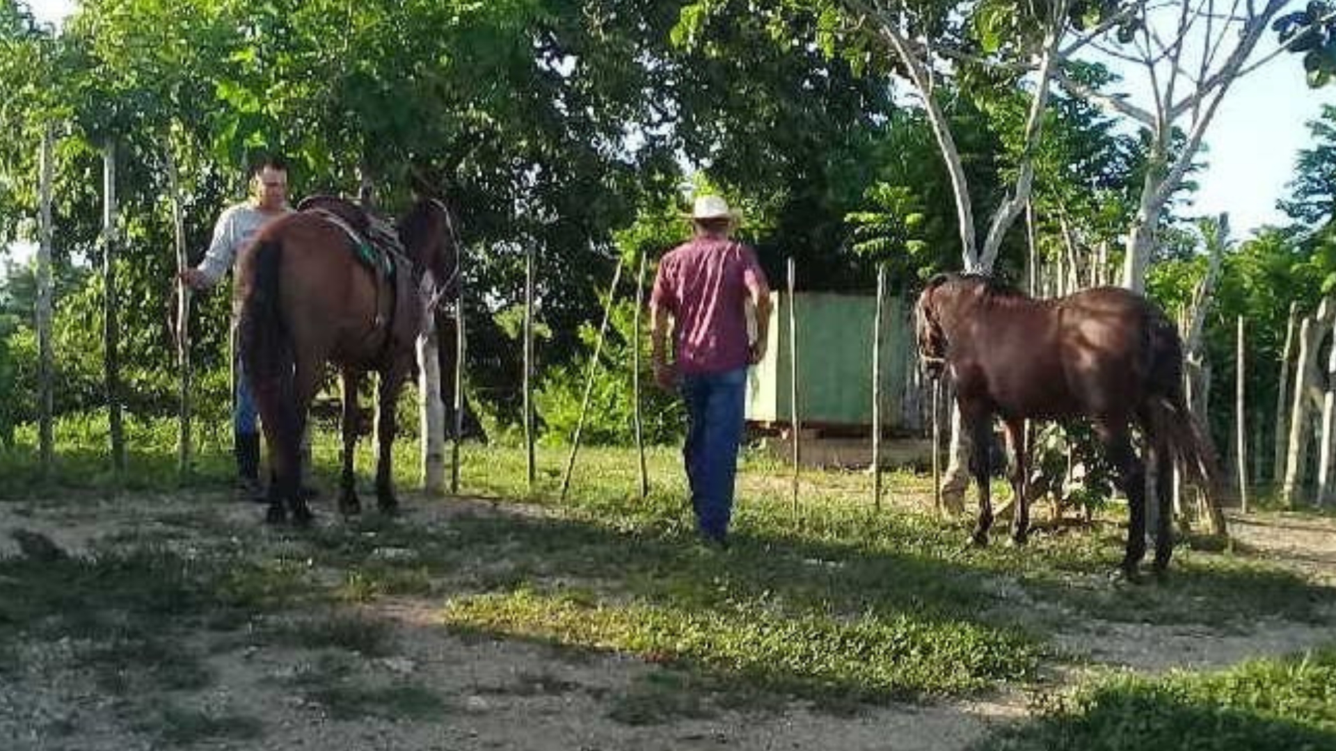Sancti Spíritus: más de 5 mil casos de hurto y sacrificio de caballos