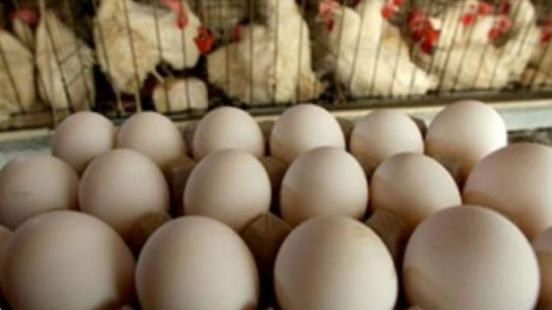 Sancti Spíritus: mueren gallinas por falta de alimentos y producción de huevos está en cero 