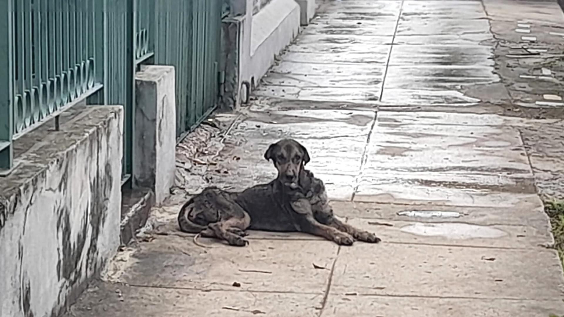 Se van de Cuba y abandonan a su mascota