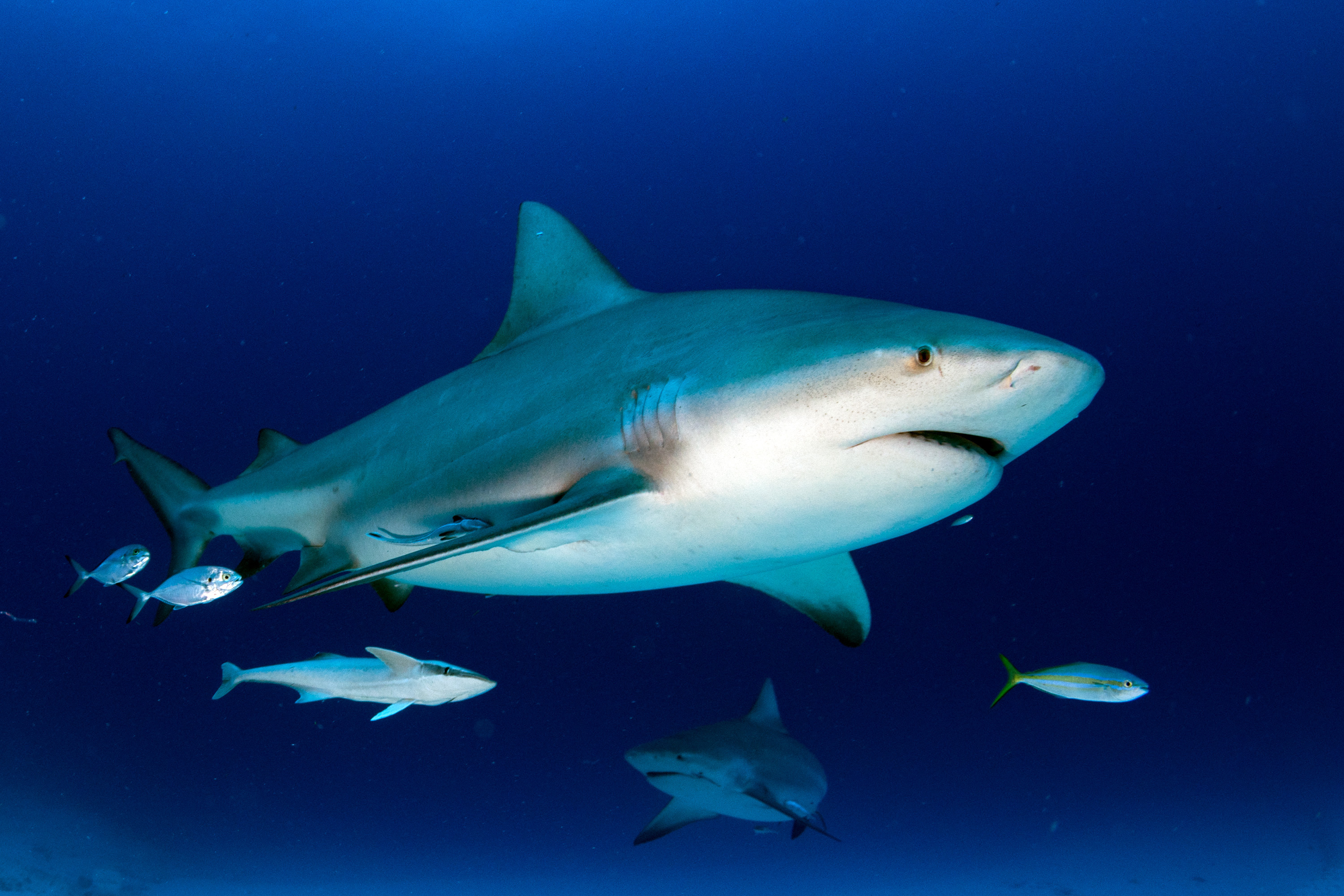 Tiburón causa graves heridas a adolescente cubano cerca de Artemisa