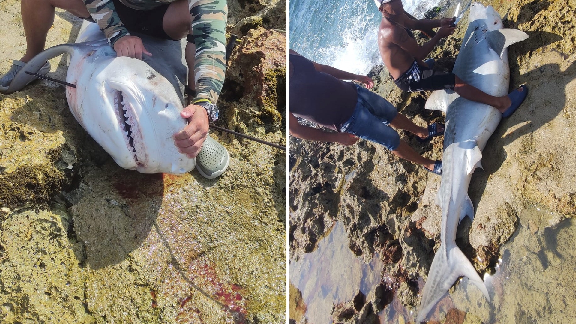 Tiburones merodean las costas cubanas: capturan un ejemplar de gran tamaño en Mayabeque