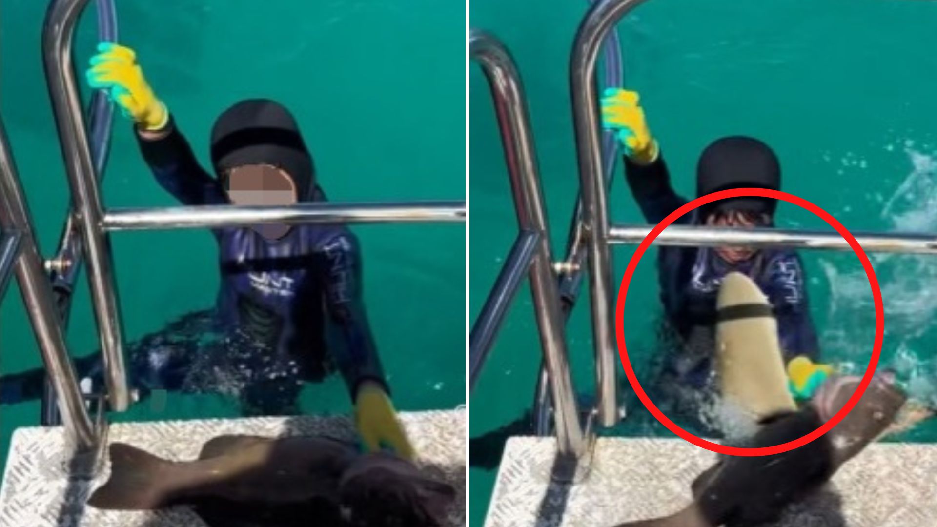 ¡TREMENDO SUSTO! Tiburón muerde a niño de 8 años mientras pescaba con su padre
