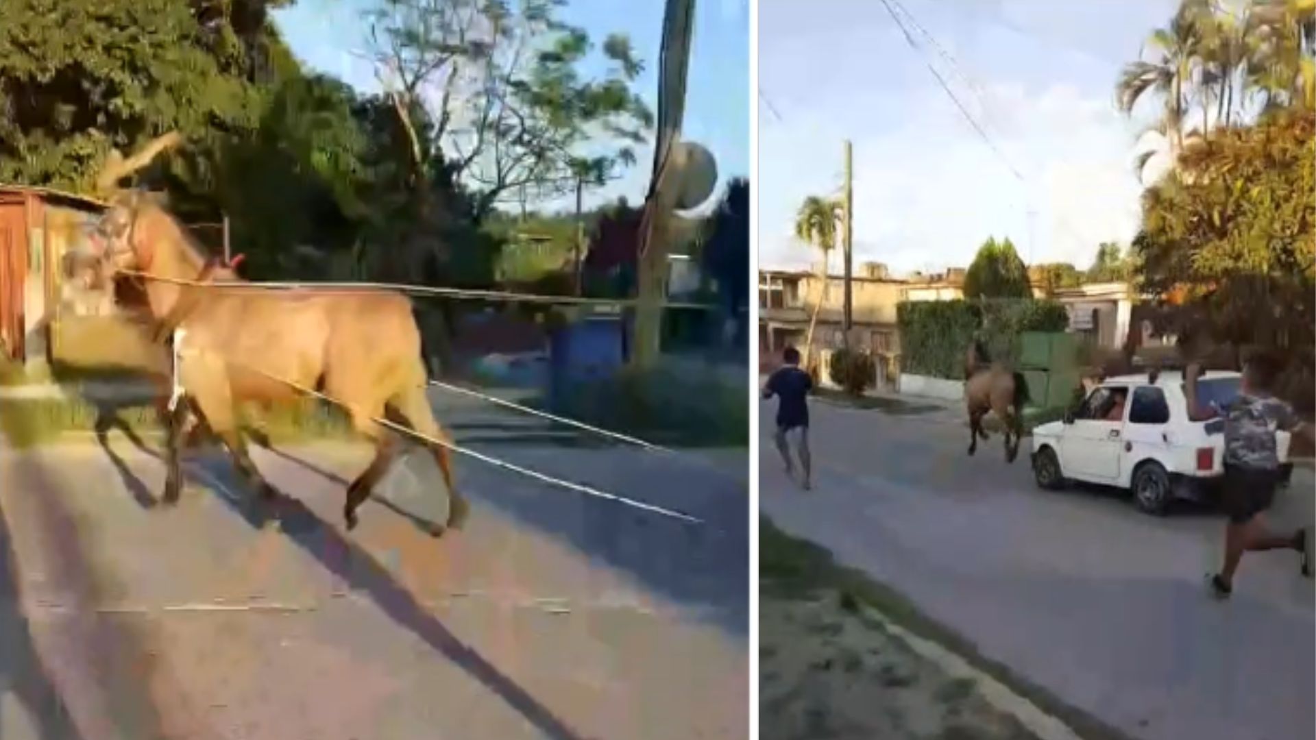 Usan caballo en Cuba para mover un carro