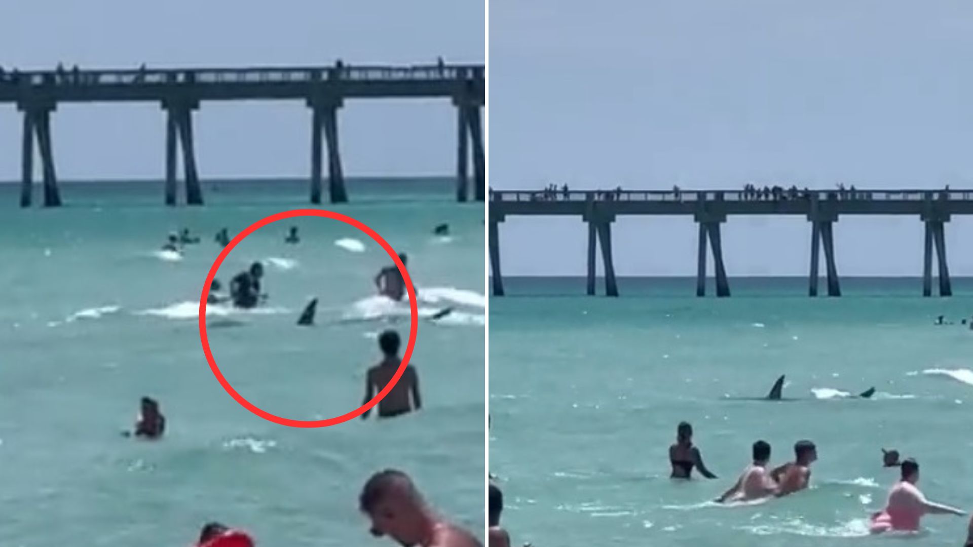 VIDEO: Aterrador momento en que un tiburón sorprende a bañistas en playa de Florida 