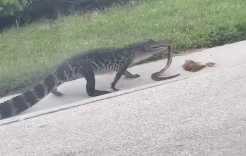 Video: caimán se pasea mientras devora a una serpiente