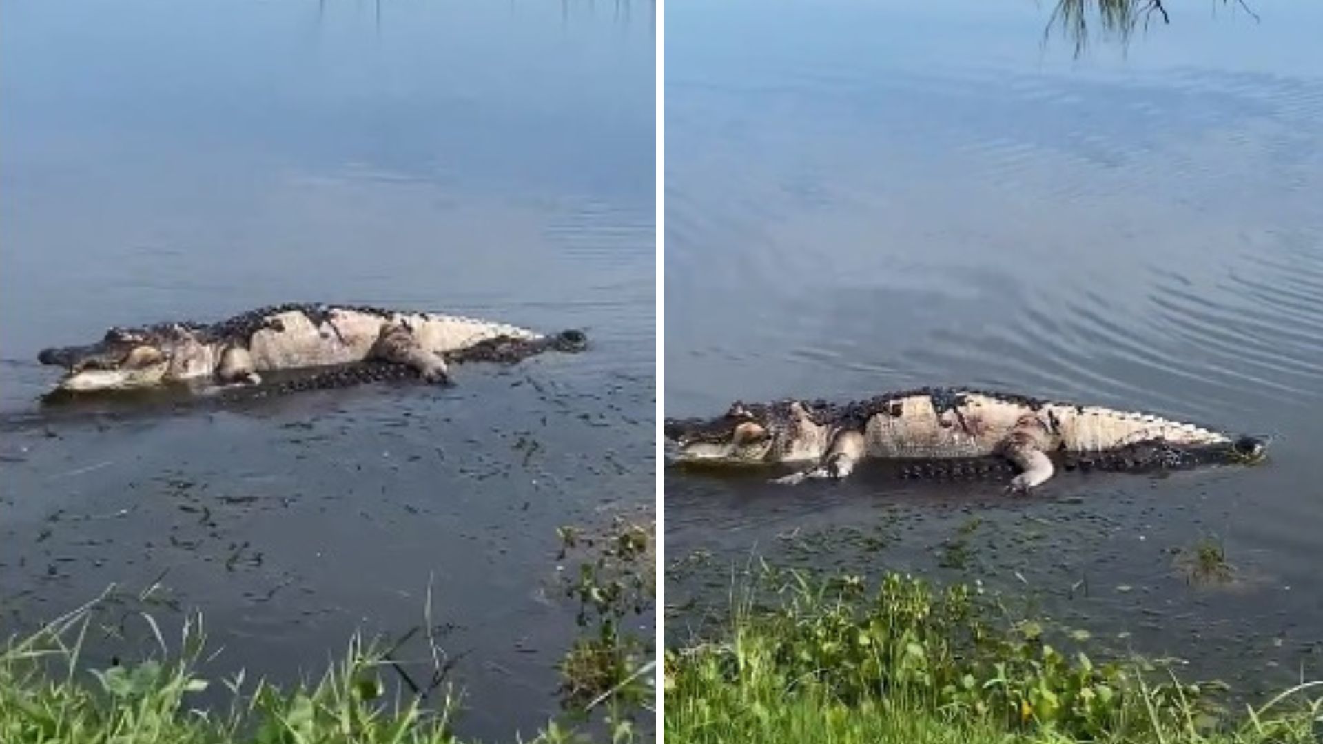 VIDEO: Cocodrilo muerto es arrastrado por otro más grande en lago de Florida 