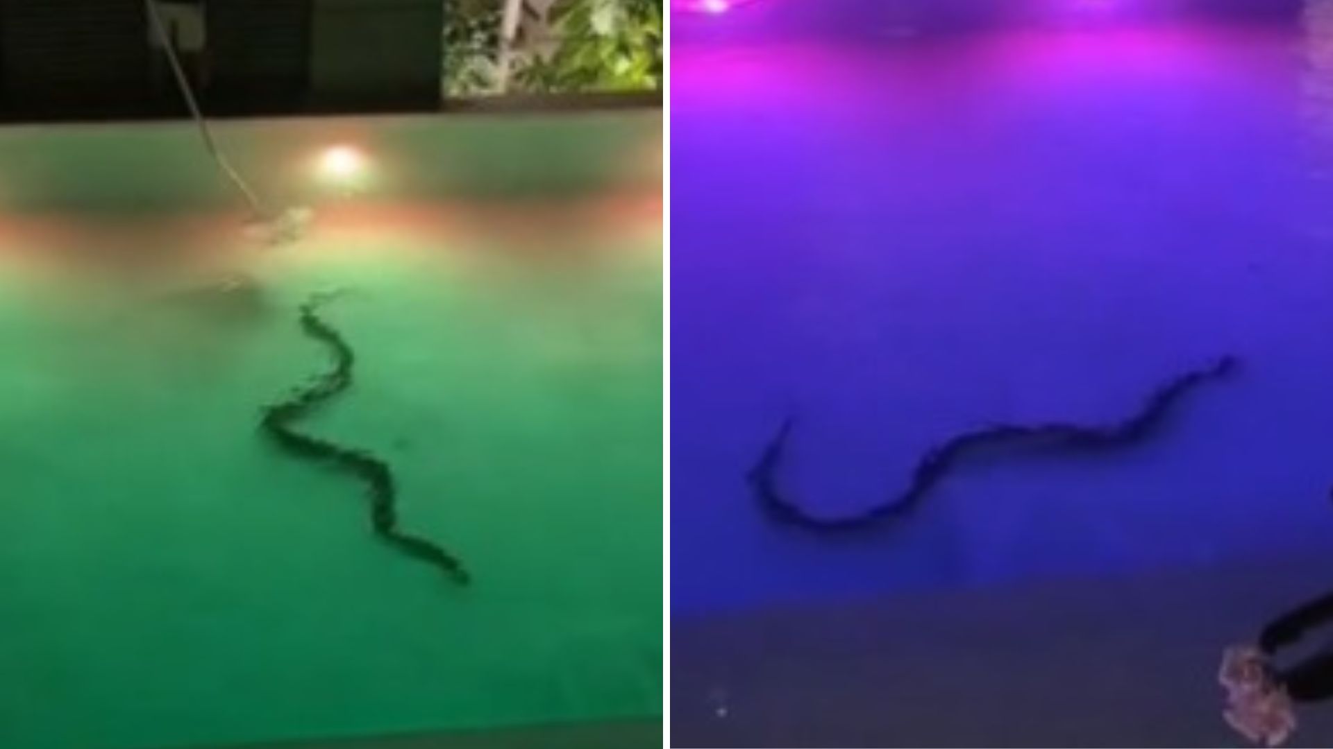 VIDEO: Enorme serpiente nada en piscina de hotel en Tailandia