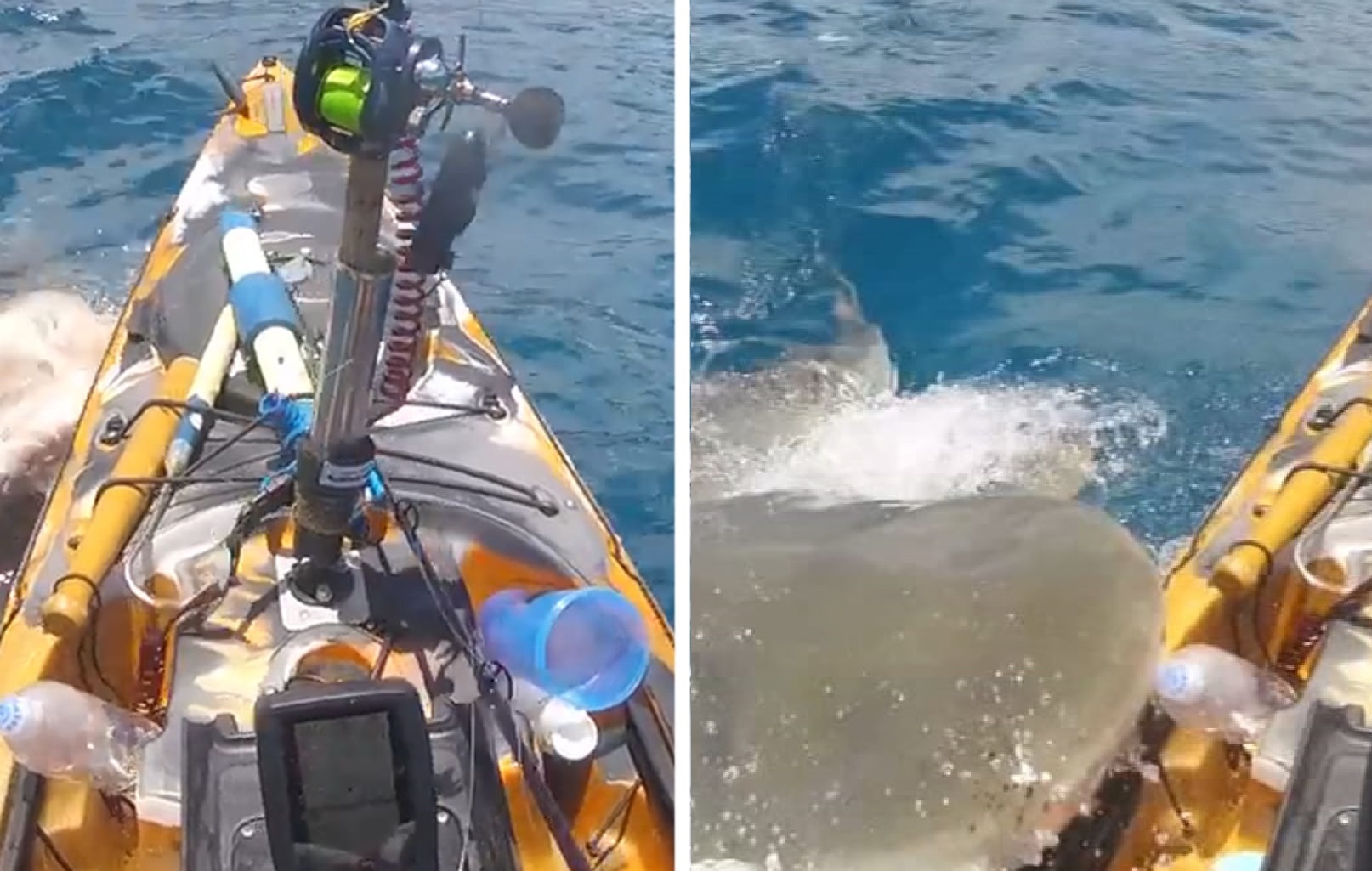 VIDEO: ¡Momento de terror! Enorme tiburón se lanza sobre un pescador en kayak