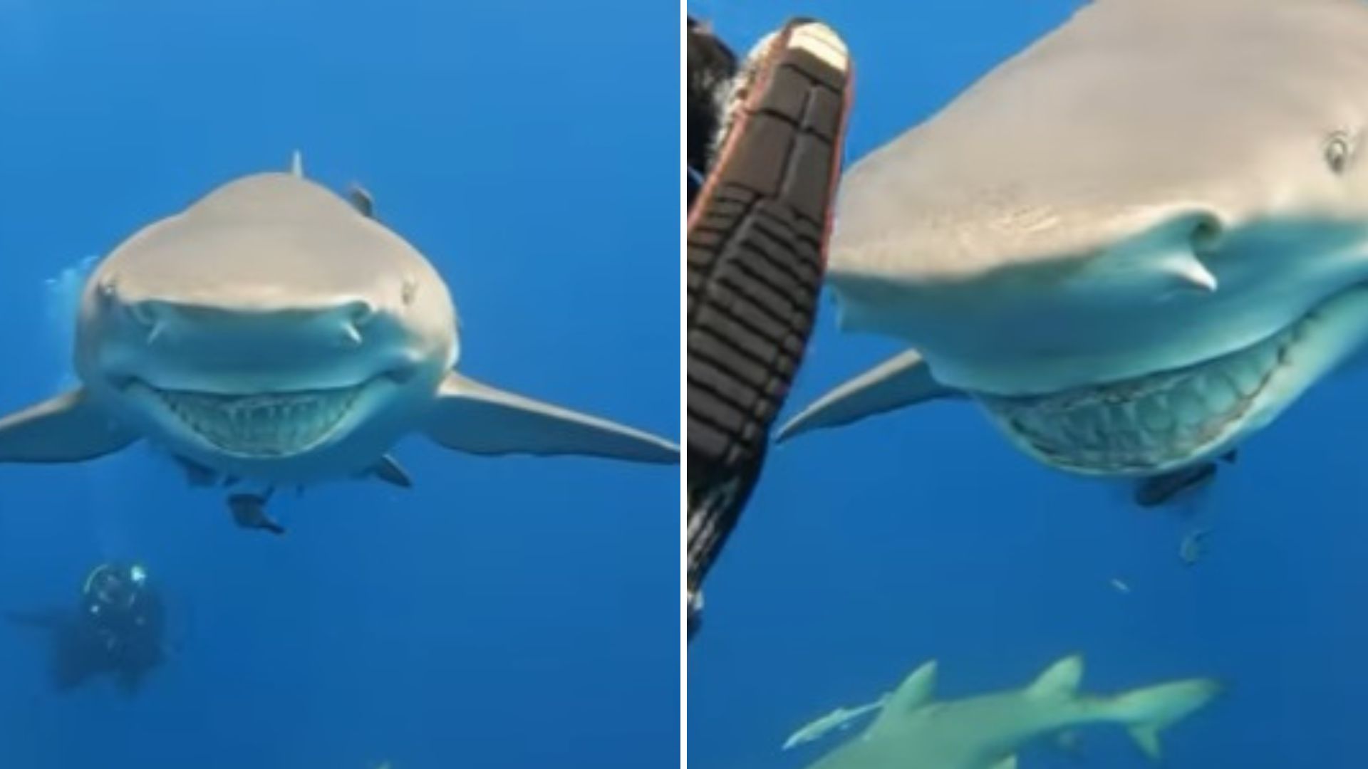VIDEO: Tiburón con enorme “sonrisa” se acerca a buzo que graba el increíble momento