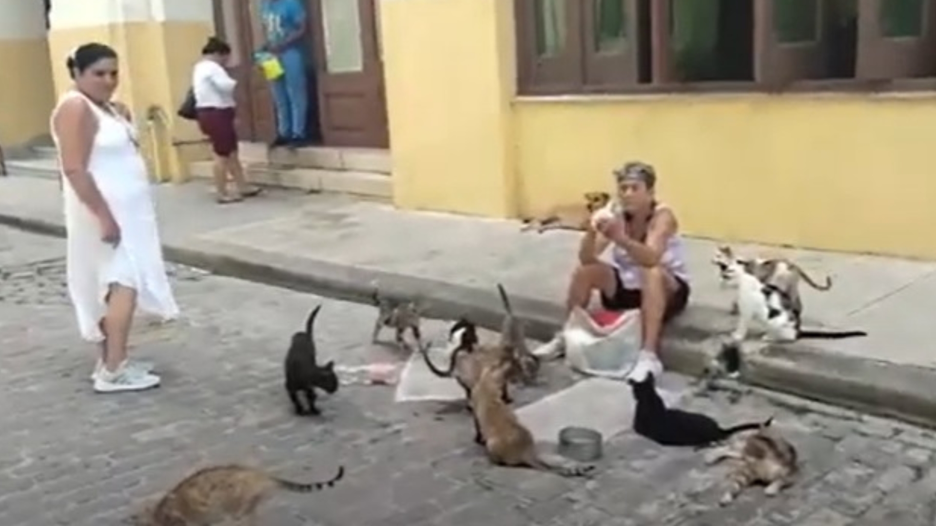 VIDEO: una mujer con 16 gatos para alimentar