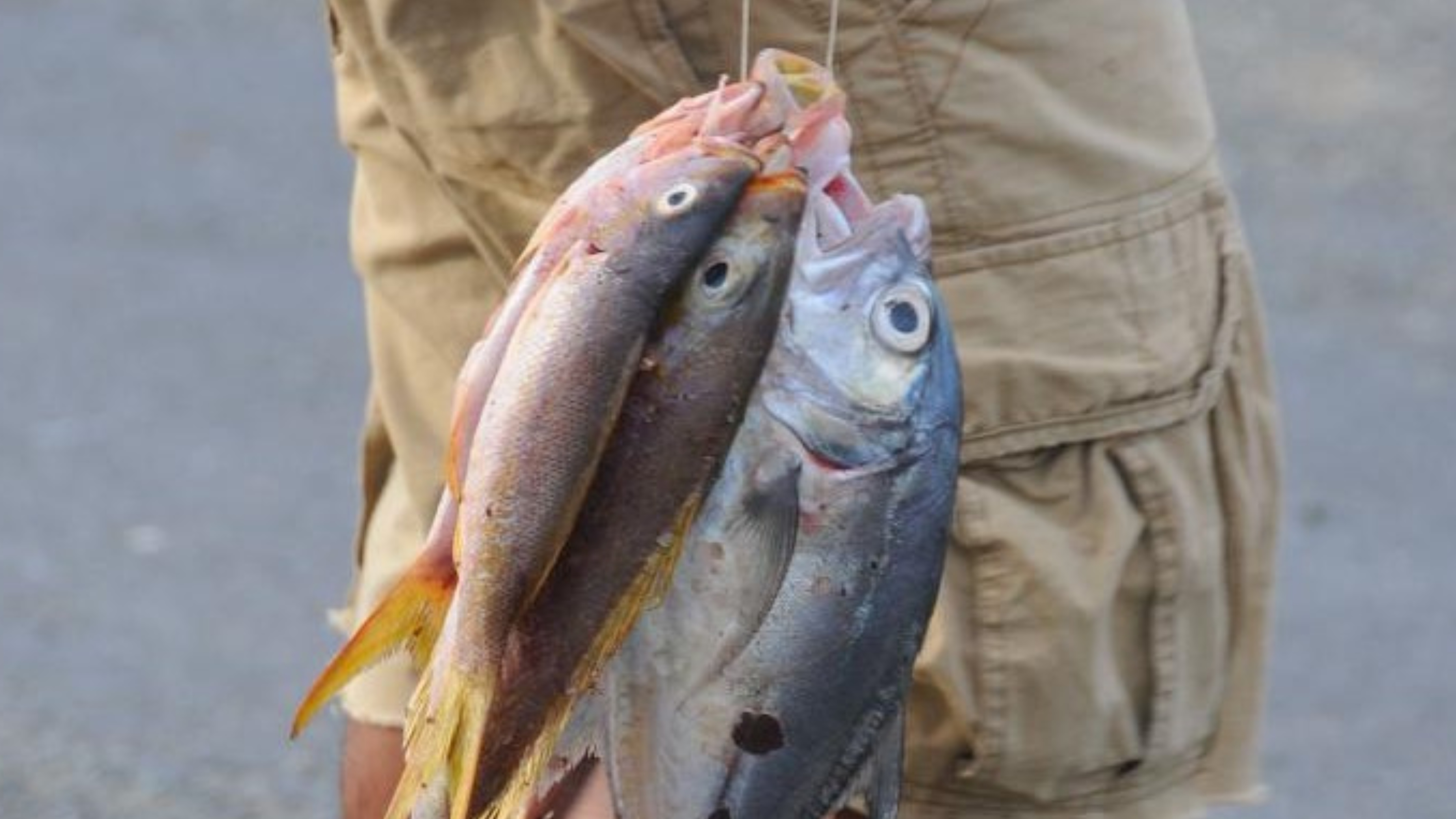 Videos: De Batabanó a La Habana para vender pescado