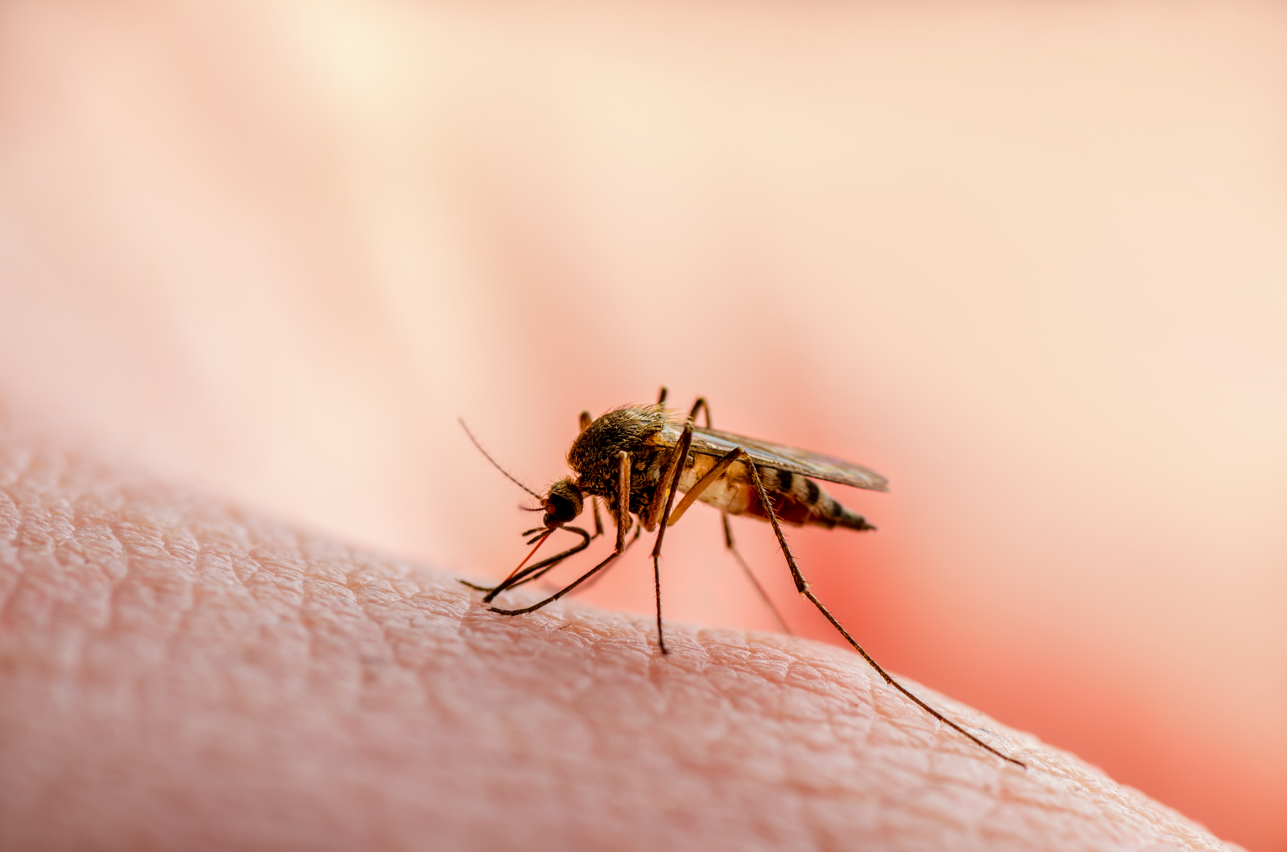 Virus del Oropouche se extiende por Cuba: se reportan casos en Mayabeque